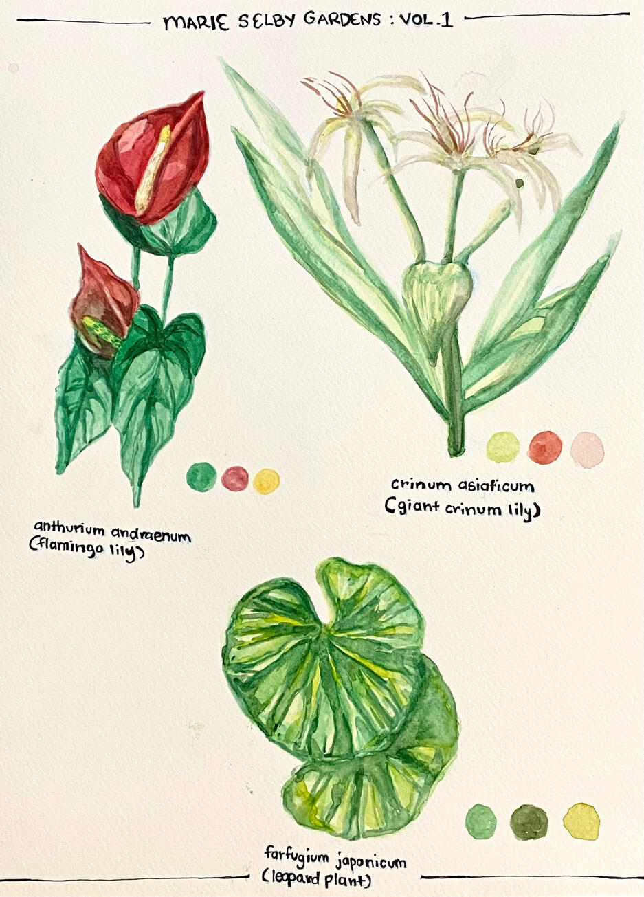 Botanical Watercolor Sketches Botanical Watercolor Sketches